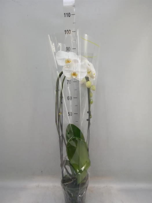 <h4>Phalaenopsis   ...white</h4>
