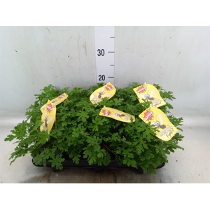 Pelargonium graveolens