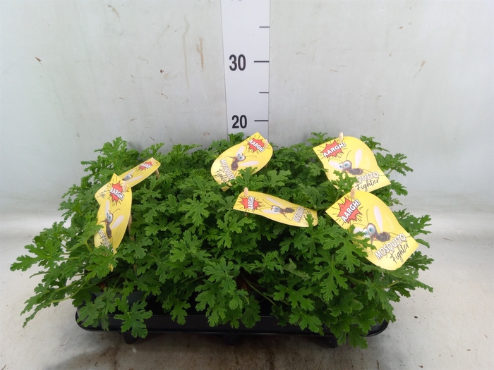 <h4>Pelargonium graveolens</h4>