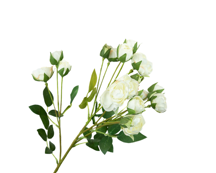 Rosa Spray White