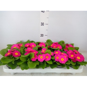 Primula ac. 'Cairo Rose'