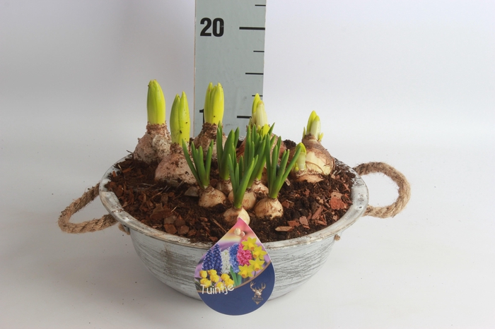 <h4>ARR BOL KNOLGEWAS</h4>