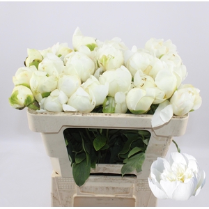 PAEO L BRIDAL SHOWER