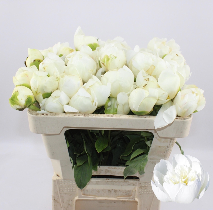 <h4>PAEO L PRINCES BRIDE</h4>