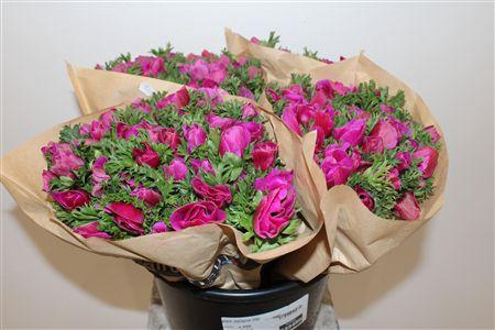 <h4>ANEM MARIANNE LILAC</h4>