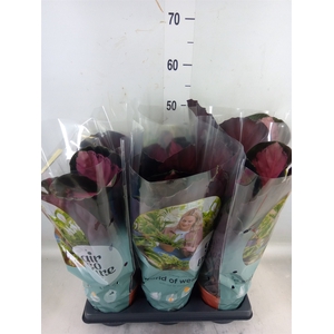 Calathea roseopicta 'Crimson'