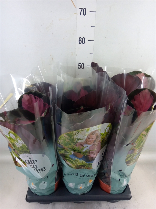 <h4>Calathea roseopicta 'Crimson'</h4>