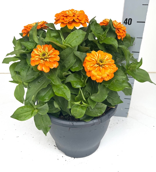 ZINNIA GEM