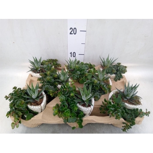 Arr.   Kamerplant Groen L%