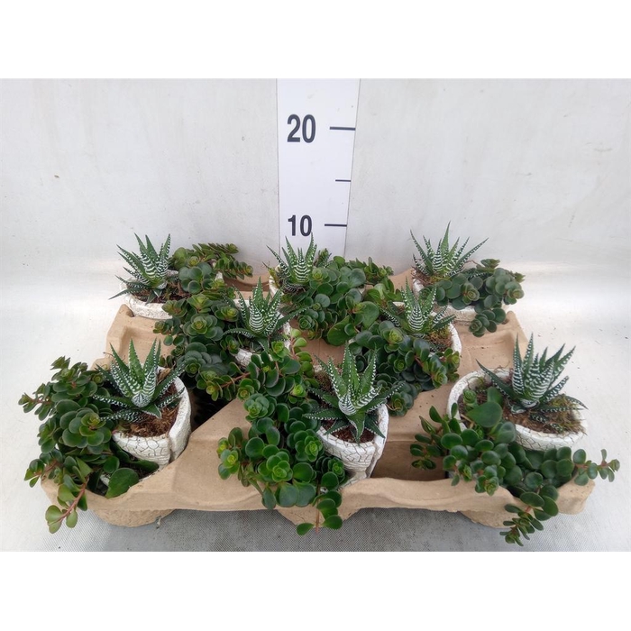 <h4>Arr.   Kamerplant Groen L%</h4>