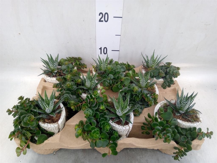 Arr.   Kamerplant Groen L%