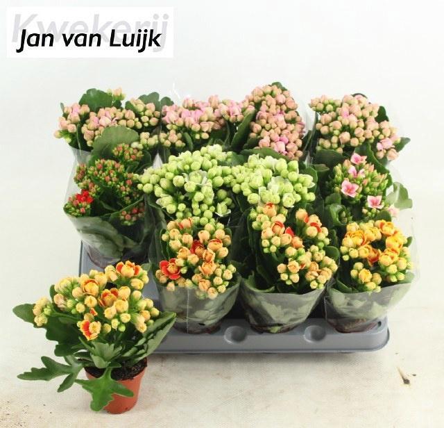 <h4>KAL GE GEM 5 KL</h4>