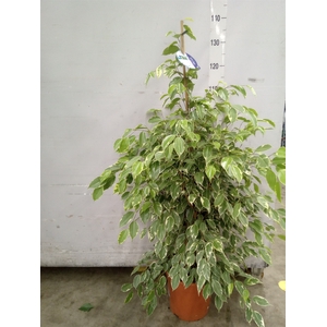 Ficus benja. 'Golden King'