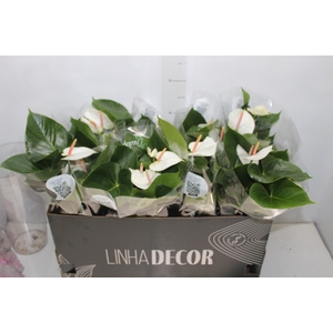 ANTHURIUM WHITE WINNER P15 BRANCO