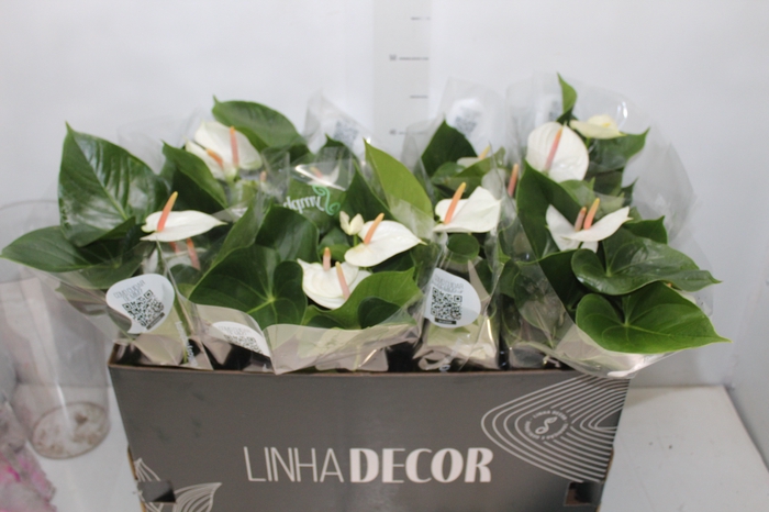 <h4>ANTHURIUM WHITE WINNER P15 BRANCO</h4>