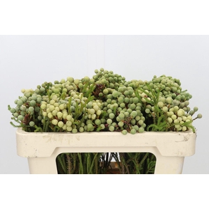 Kaaps Groen Abrotanum