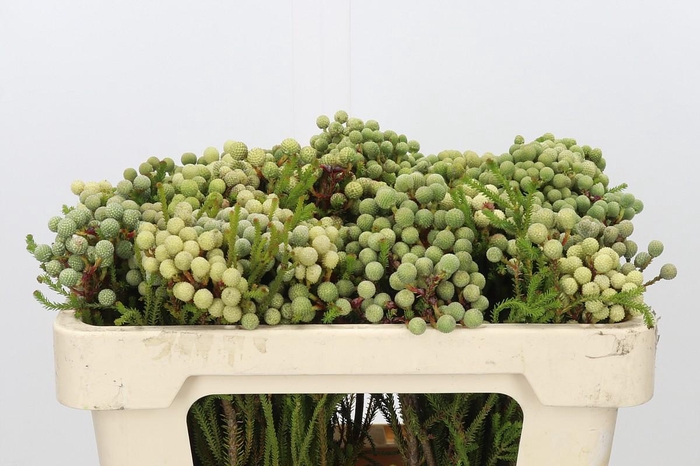 Kaaps Groen Abrotanum