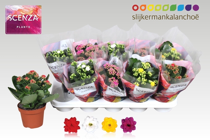 <h4>KAL GE GEM 4 KL</h4>