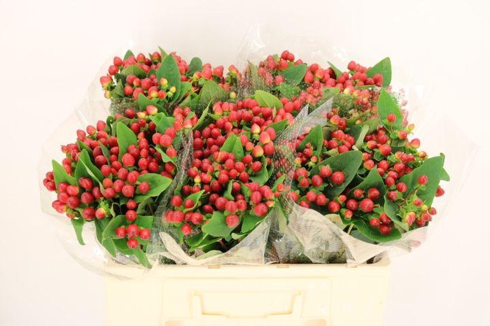 <h4>HYP MAG LIGHTNING</h4>