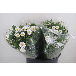 Margriet White Extra P Stem