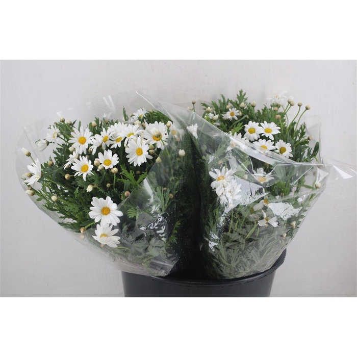 <h4>Margriet White Extra P Stem</h4>