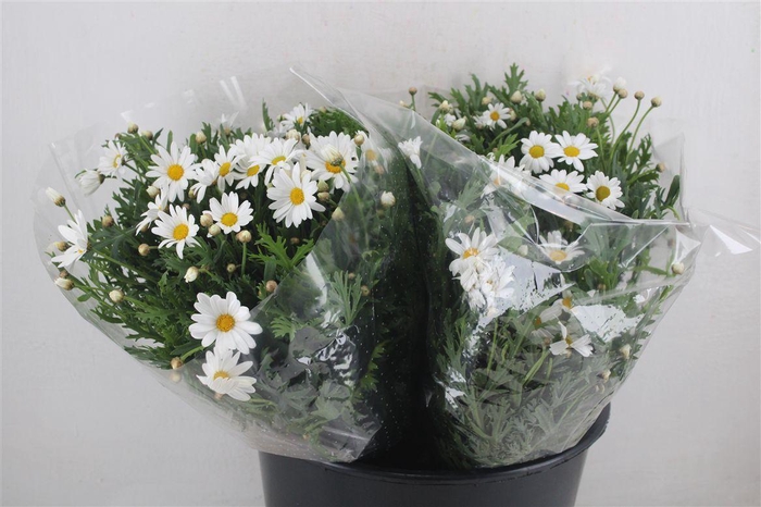 Margriet White Extra P Stem