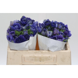 Anemone Levante Blue