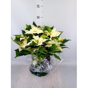 Euphorbia pulc. 'Alaska'