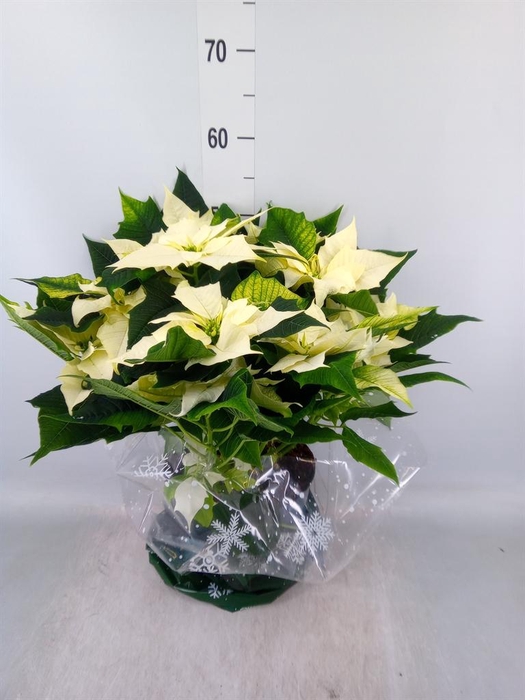 <h4>Euphorbia pulc. 'Alaska'</h4>