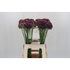 Allium Purple Mystery