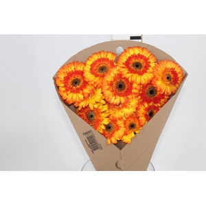 GERBERA SERGI < 050 CM > 10 CM DIAM