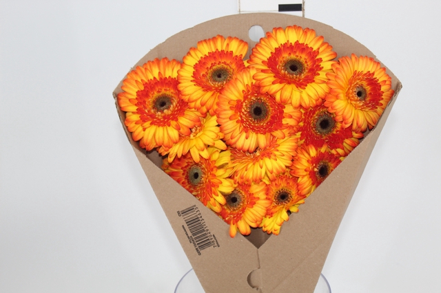 <h4>GERBERA SERGI < 050 CM > 10 CM DIAM</h4>