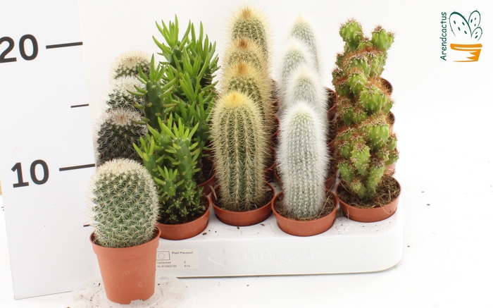 <h4>CACTUS GEM</h4>