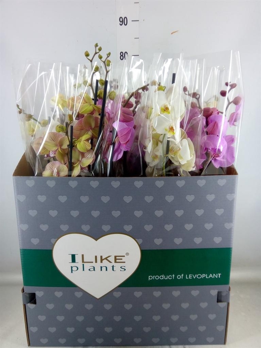<h4>Phalaenopsis   ...mix</h4>
