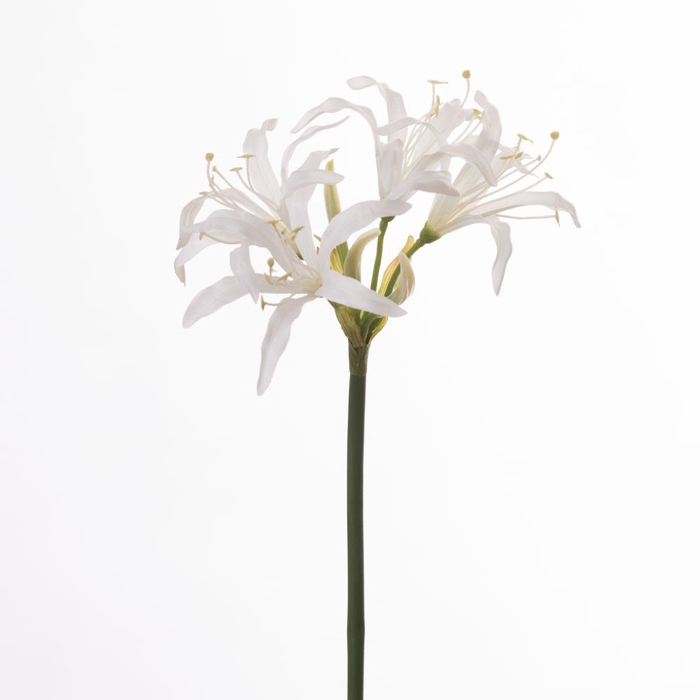 <h4>AF Nerine L65cm White</h4>