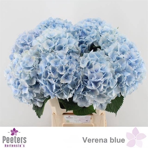 HYDR M CH VERENA BL
