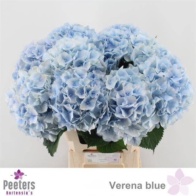 <h4>HYDR M CH VERENA BL</h4>