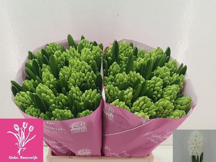 <h4>HYAC TOP WHITE</h4>