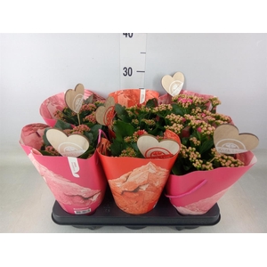 Kalanchoe blos. 'RosDon Collection'