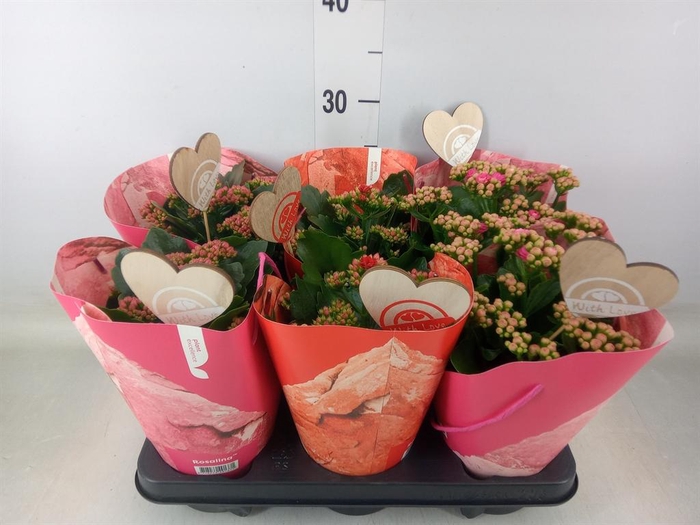 <h4>Kalanchoe blos. 'RosDon Collection'</h4>
