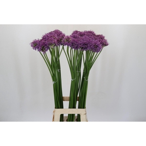 Allium Gladiator