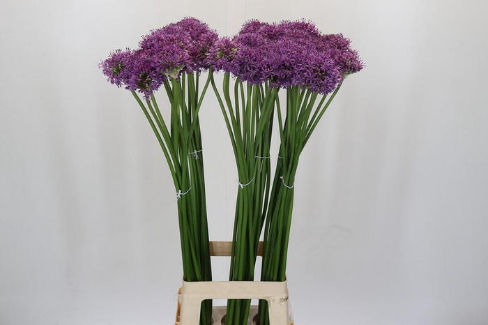 <h4>Allium Gladiator</h4>