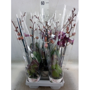 Phalaenopsis multi. 'Ant Cartagena'