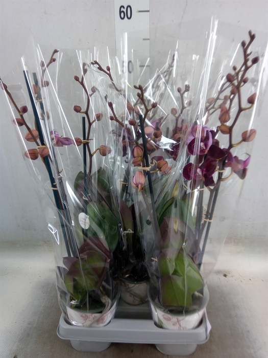 <h4>Phalaenopsis multi. 'Ant Cartagena'</h4>