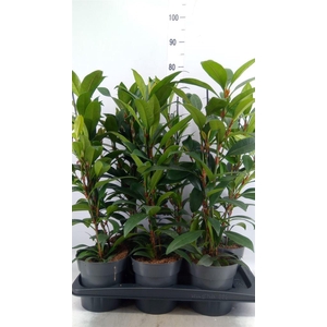 Ficus cyathistipula 'Compacta'