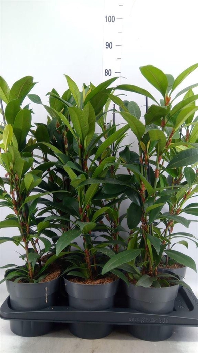 <h4>Ficus cyathistipula 'Compacta'</h4>