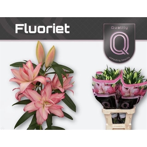 LI OR DD FLUORIET