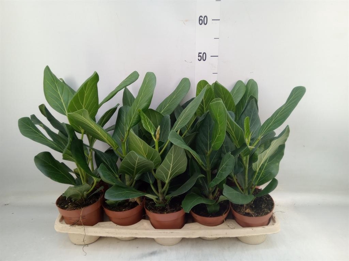 <h4>Ficus benghalensis 'Audrey'</h4>