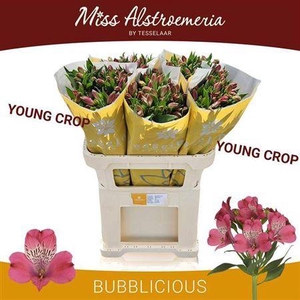 Alstroemeria Bubblicious