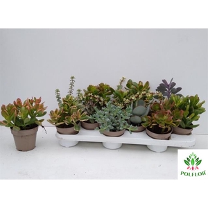 Crassula Mixed 10Ø 20cm